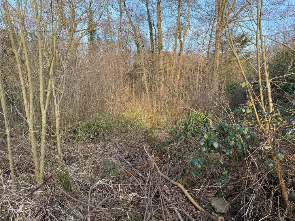 Lot: 67 - LAND WITH PLANNING FOR DETACHED DWELLING - Overgrown building plot with trees